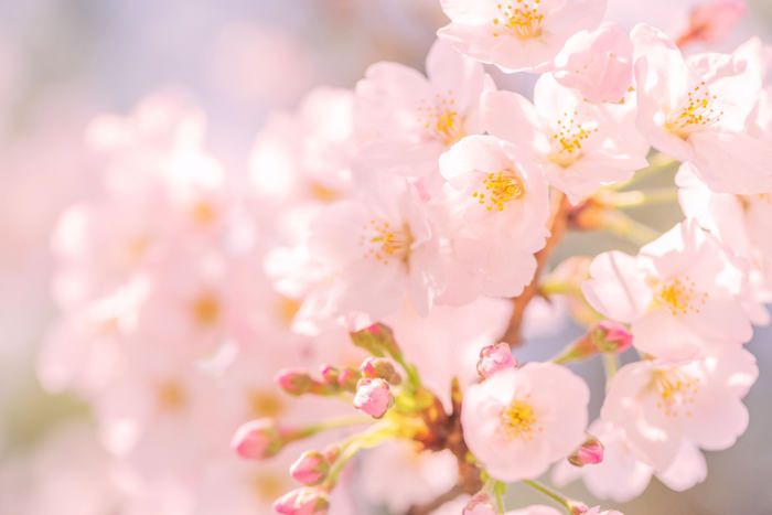 桜